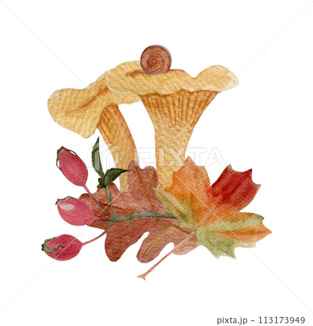Wild chanterelles with a autumn leafs rose-hips watercolor composition isolated on white. Wild chanterelles with a autumn leafs rose-hips watercolor composition isolated on white. 113173949