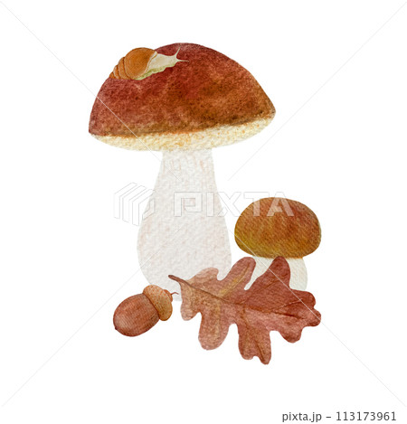 Porcini mushroom with a snail and oak leaf watercolor compositon isolated on white Porcini mushroom with a snail and oak leaf watercolor compositon isolated on white 113173961