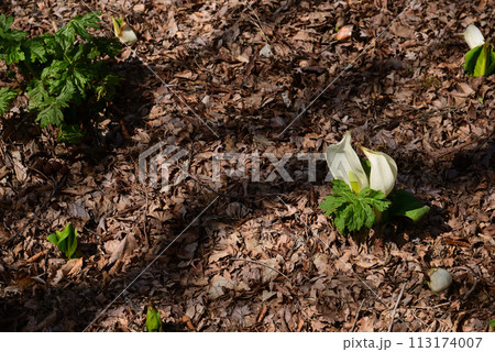 水芭蕉（ミズバショウ） 113174007