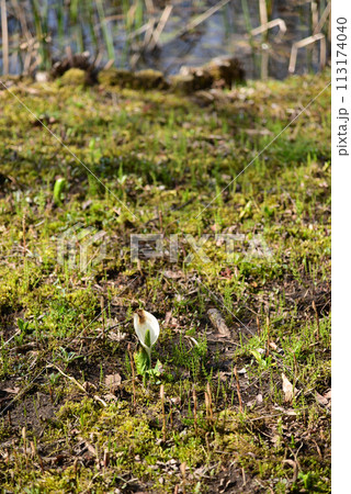 水芭蕉（ミズバショウ） 113174040