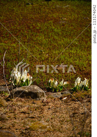 水芭蕉（ミズバショウ） 113174042
