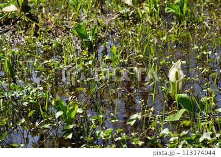 水芭蕉（ミズバショウ） 113174044