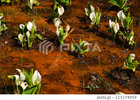 水芭蕉(ミズバショウ) 水芭蕉(ミズバショウ) 113174059