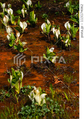 水芭蕉（ミズバショウ） 113174062