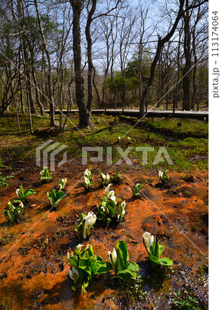水芭蕉（ミズバショウ） 113174064