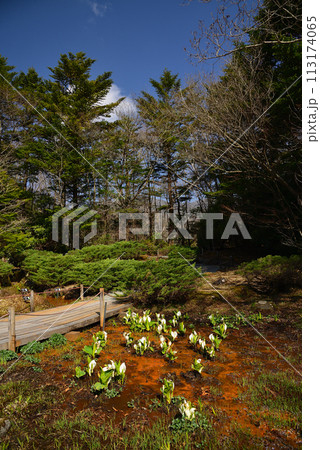水芭蕉（ミズバショウ） 113174065
