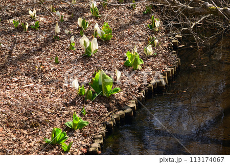 水芭蕉（ミズバショウ） 113174067