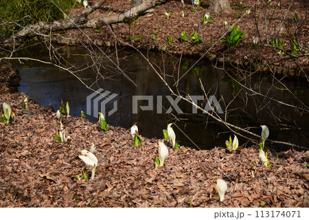 水芭蕉（ミズバショウ） 113174071