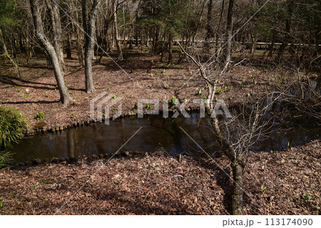 水芭蕉（ミズバショウ） 113174090