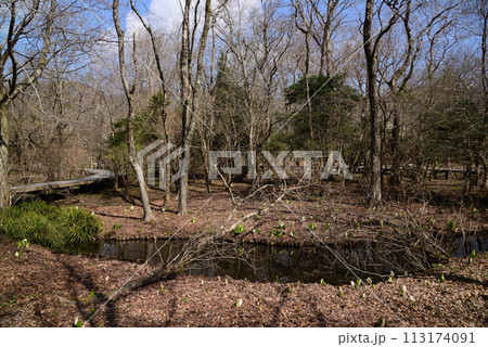 水芭蕉（ミズバショウ） 113174091