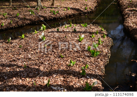 水芭蕉（ミズバショウ） 113174098