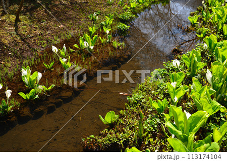 水芭蕉（ミズバショウ） 113174104