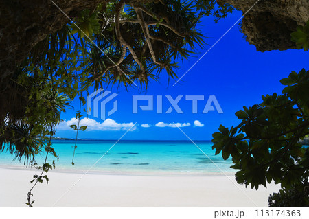 ビーチに茂る亜熱帯植物の陰から見るエメラルドグリーンの海 113174363