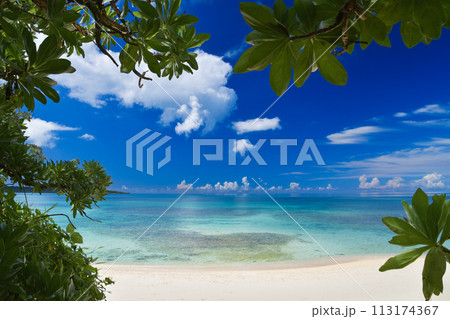 ビーチに茂る亜熱帯植物の木陰から見る青い海と真夏の青空 ビーチに茂る亜熱帯植物の木陰から見る青い海と真夏の青空 113174367