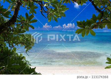 ビーチに茂る亜熱帯植物の陰から見る青い海と真夏の青空 113174368