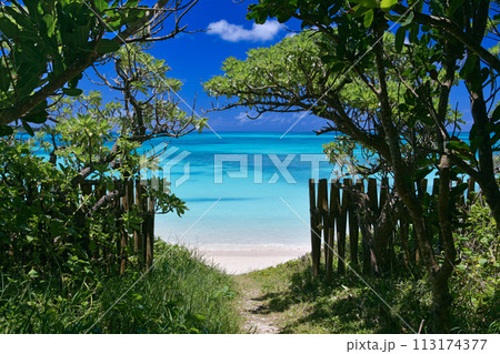 珊瑚礁の青い海が広がるビーチへと続く小道 113174377