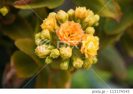 黄色い花 113174545