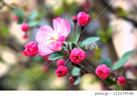 可愛いピンクのハナカイドウ 113174546