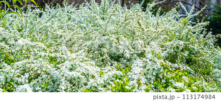 春の公園で見つけた雪柳 113174984