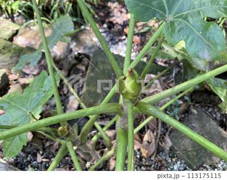 ヤツデの花芽 113175115