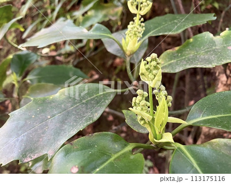 春に咲く、アオキの花 113175116