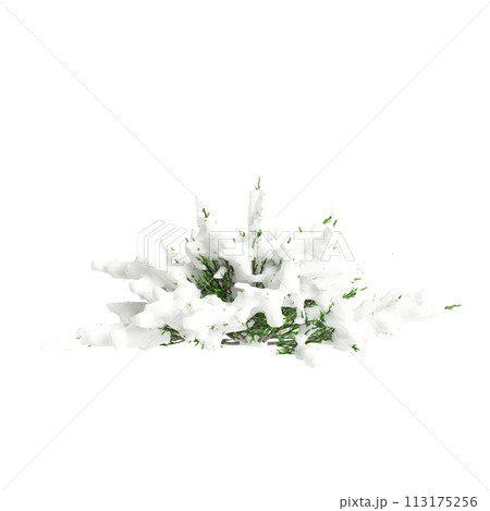 3d illustration of Juniperus sabina snow...のイラスト素材 [113175256] - PIXTA