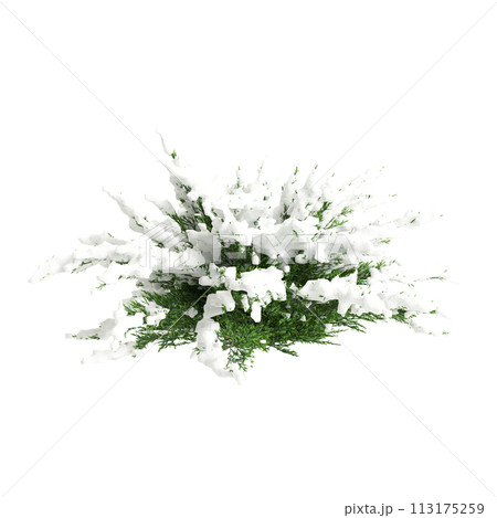 3d illustration of Juniperus sabina snow...のイラスト素材 [113175259] - PIXTA