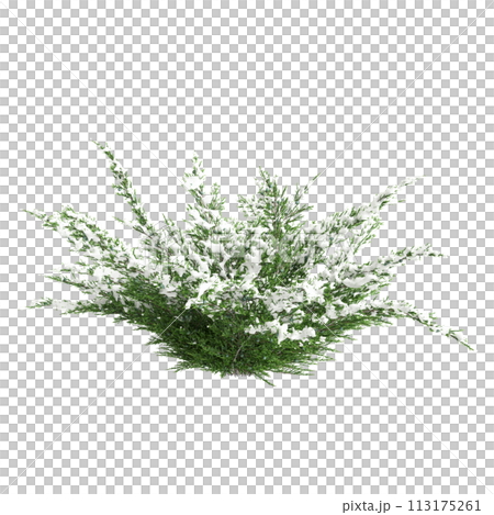 3d illustration of Juniperus sabina snow...のイラスト素材 [113175261] - PIXTA