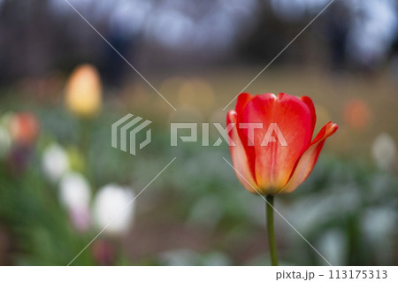 赤いチューリップ 113175313