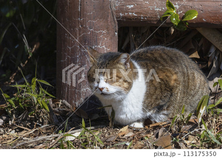 日向ぼっこしながら目を瞑るさくら猫 日向ぼっこしながら目を瞑るさくら猫 113175350