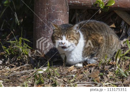 日向ぼっこしながら目を瞑るさくら猫 113175351