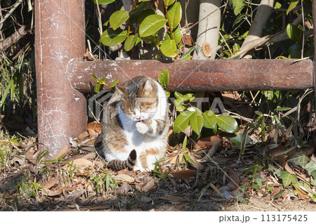 日向ぼっこしながら毛並みを整えるさくら猫 日向ぼっこしながら毛並みを整えるさくら猫 113175425