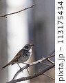 冬の木の枝に止まるツグミ 113175434