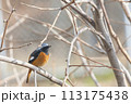 木の枝に止まる雄のジョウビタキ 113175438