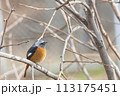 木の枝に止まる雄のジョウビタキ 113175451