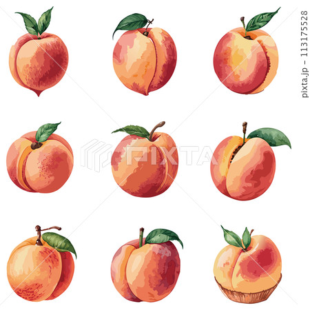 手書き風の桃のイラストセット 手書き風の桃のイラストセット 113175528