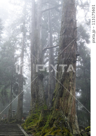 世界遺産 高野山 奥之院への参道に立つ杉巨木 和歌山県 世界遺産 高野山 奥之院への参道に立つ杉巨木 和歌山県 113175601