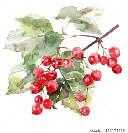 A cluster of red currants is brought to life with watercolor 113175656