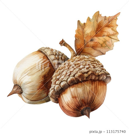 A lively watercolor painting captures the warmth of an acorn squash 113175740