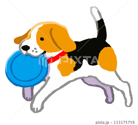 フリスビーで遊ぶビーグル犬 113175759