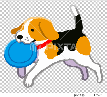 フリスビーで遊ぶビーグル犬 113175759