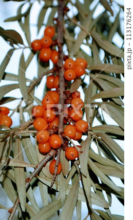 Sea buckthorn, shallow depth of field blurred. The use of juices, compotes, wines, sea buckthorn oil. This oil is used in medicine and cosmetology, it is part of lotions, ointments, medicines. 113176264