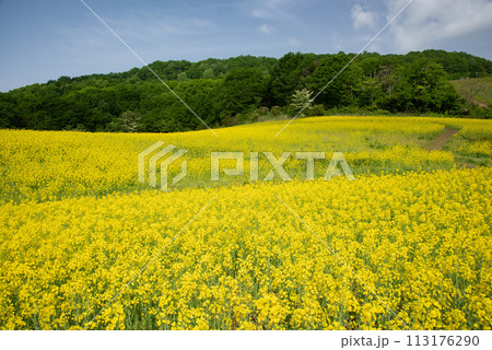 三ノ倉高原の菜の花畑 三ノ倉高原の菜の花畑 113176290