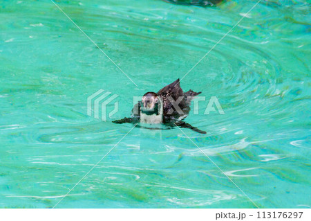 Humboldt penguin swims in blue clear water. Humboldt penguin swims in blue clear water. 113176297