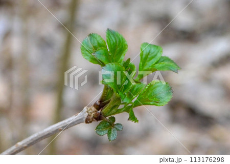 First buds on trees in early spring on blue sky background. First buds on trees in early spring on blue sky background. 113176298