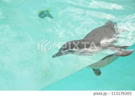 Beautiful swimming seal at underwater in the zoo. Beautiful swimming seal at underwater in the zoo. 113176305