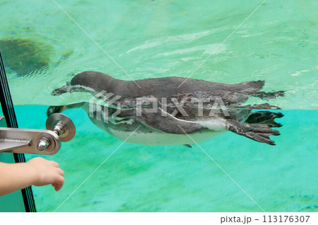 Beautiful swimming seal at underwater in the zoo. 113176307
