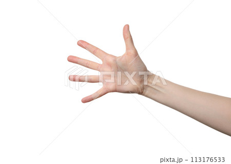 PNG,female palms, isolated on white background 113176533