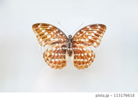 Fulgora laternaria spread is common in Central and South America, Mexico. 113176618