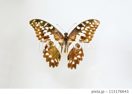 Fulgora laternaria spread is common in Central and South America, Mexico. 113176643